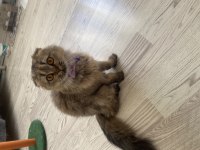 Scottish Fold Kedimiz Bal Kız