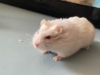 Hamsterlerim Yavruları Yerim Olmadığı İçin Satıyorum