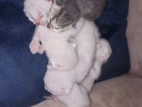 British Shorthair Blue Point Bebeklerim