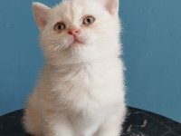 Golden Geni Taşıyan Erkek British Shorthair
