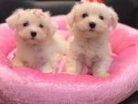 mükemmel tea cup kore kan maltese terrier yavrularımız