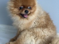 Yavru 2 yaşında erkek pomeranian
