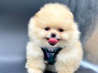 Safkan Pomeranian Boo Bebekler
