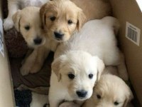 Tatlılıktan Yıkılan Golden Retriever