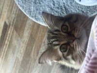 ŞAŞKIN YAVRU KEDİMİZE LÜTFEN YUVA