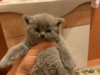 EN GÜZEL KEDİLER BİZİZ