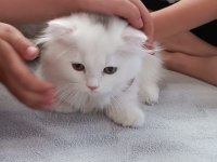 BEYAZ ALALI ÇOK GÜZEL 3 AYLIK KEDİMİZ