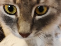 TAM BİR PRENSES KEDİDİR