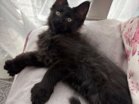 Son kalan 7 parmak erkek maine coon