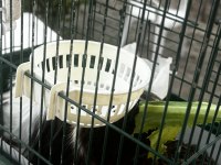 Safkan temiz sakin guinea pig