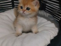 Safkan british shorthair ister şecereli ister şeceresiz
