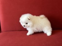 POMERANİAN ERKEK KREM