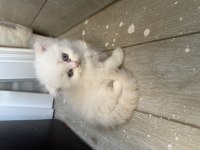 Scottish Fold Longhair Yavrular