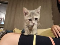 1 aylık cins kedi