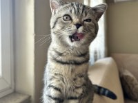 British Shorthair Tabby YAVRU