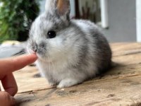 ORGİNAL ANGORA TAVŞANI