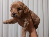 MALTİPOO BEBEKLER