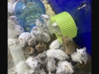 YOU ASK FOR A HAMSTER WELL BRİNG İT TO ANTALYA