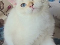 5 british shorthair golden point erkek