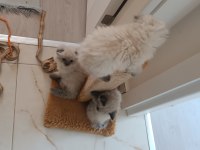 02.08.2024 Doğumlu Dişi Ve Erkek Yavru Kediler Safkan