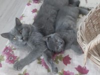 3.5 aylık erkek british shorthair