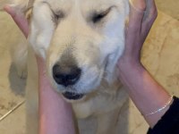 3 yaşında dişi golden retriever