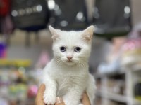 British shorthair prens erkeğimiz