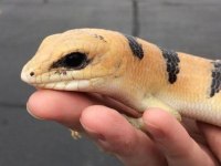 Peters Banded Skink