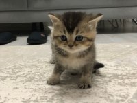 25 Nisan doğumlu british shorthair yavrularım