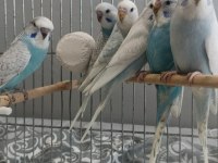 Yavru muhabbet kuşları 2 aylıklar