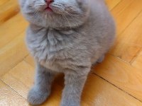 Şekerilinkoo British Shorthair