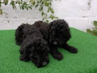 Siyah poodle yavrularımız