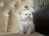British Shorthair Kedimiz