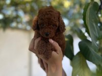 Toy Poodle yavrularımız