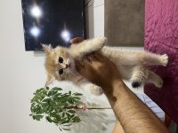 SAFKAN GOLDEN YAVRULARIMIZ YUVA ARIYOR