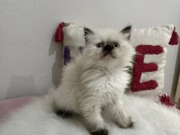 Ev ortamından sağlıklı ve oyuncu british shorthair yavrular