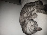 Fıstık 6 aylık erkek bakımlı kedimiz