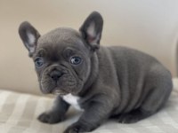 BLUE FRENCH GÜZELLER GÜZELİ