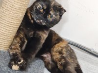 Ücretsiz scottish fold dişi