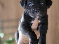 CANE CORSO YAVRULARI