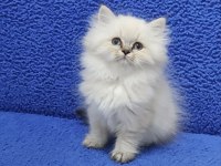 Long Hair Mavi Boncuk Silver yavrumuz teslime hazırdır