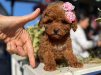 Aşılı toy poodle yavrularımız kampanya