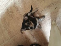 Şivava terrier yavrusu