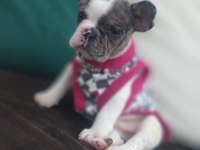FRENCH BULLDOG