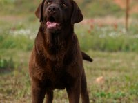 KIF Şecereli Çikolata Labrador Yavrular