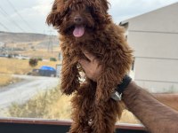 Tea cup 7 aylık dişi kore poodle 1.850 gr 