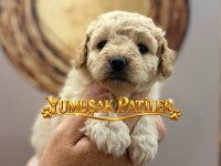 Apricot Poodle