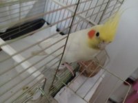Çalıştığım için ilgilenemiyorum uygun verilecek
