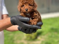 Toy Poodle Yavruları
