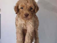 Maltipoo yavruları